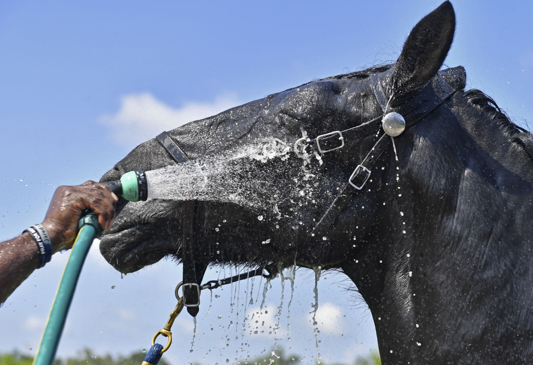 BR.brpdhorses.adv HS 035.JPG